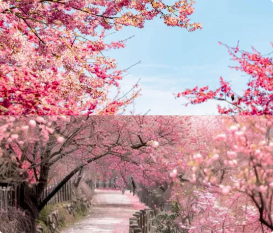 6個適合3月、4月賞花踏青旅游的旅行地推薦