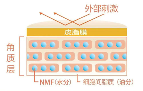 角質(zhì)層的作用有哪些？