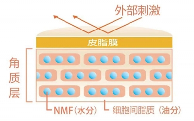 角質(zhì)層的作用有哪些？