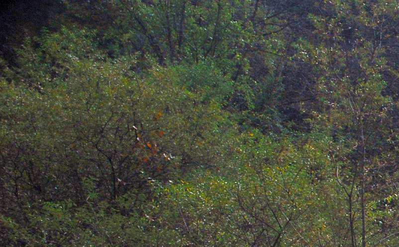 旅游景區(qū)微博營銷策略