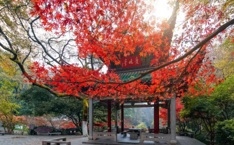 網(wǎng)紅景區(qū)憑什么脫穎而出？