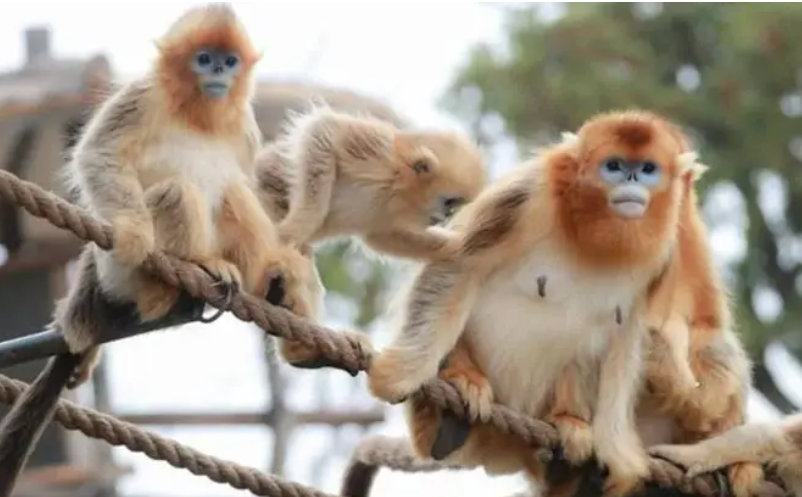 一場人氣爆棚的景區(qū)直播怎么做