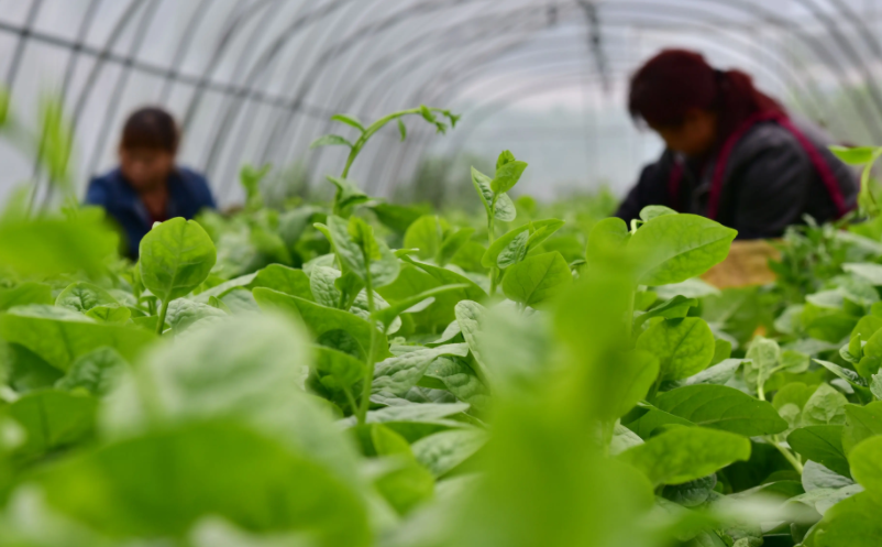 六大典型模式助力新時(shí)代農(nóng)村產(chǎn)業(yè)融合發(fā)展 