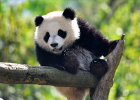 易景通景區(qū)票務(wù)系統(tǒng)和碧峰峽景區(qū)（5A）達(dá)成合作協(xié)議